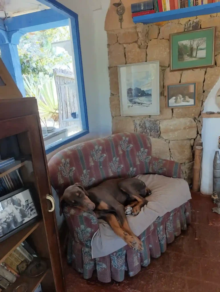 Relajante imagen de mascota en sillón floral, simbolizando el confort y privacidad en casas de campo de Villa de Leyva.Hichatana y Zuetana , Cabaña el ensueño