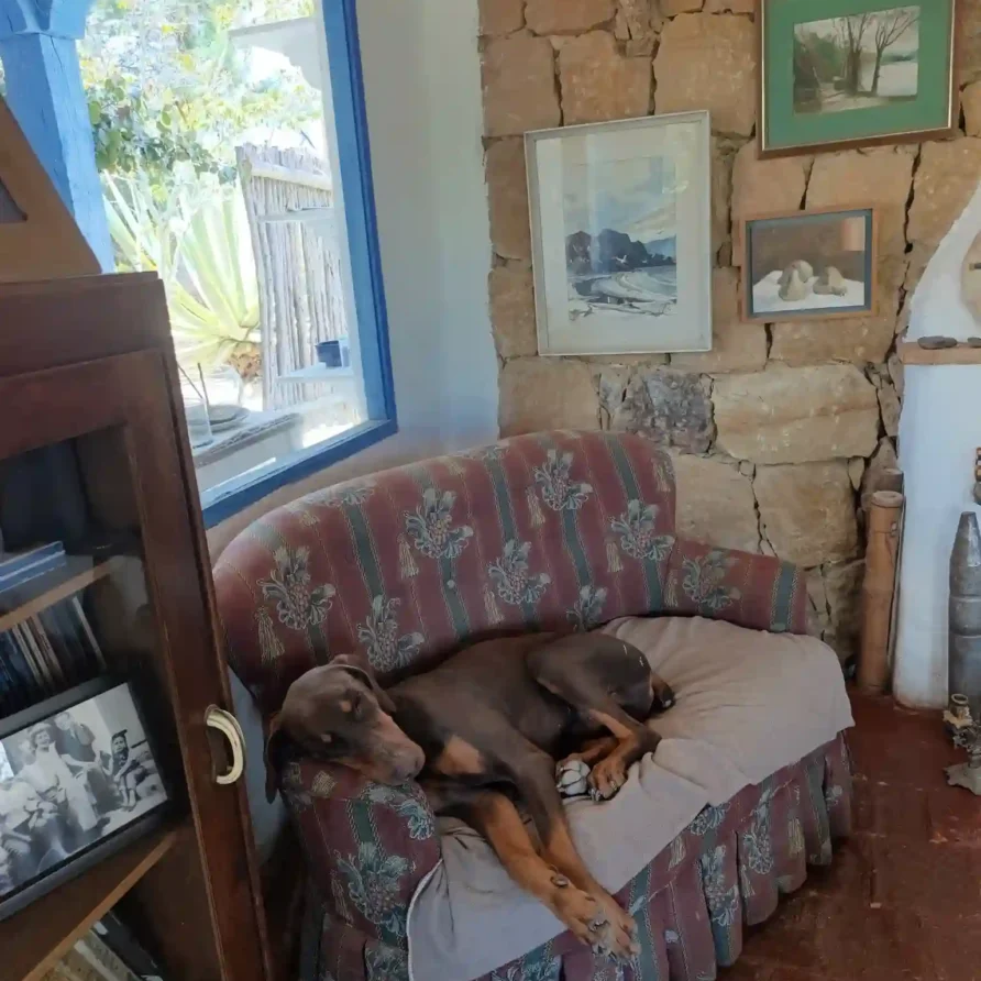 Relajante imagen de mascota en sillón floral, simbolizando el confort y privacidad en casas de campo de Villa de Leyva.Hichatana y Zuetana , Cabaña el ensueño