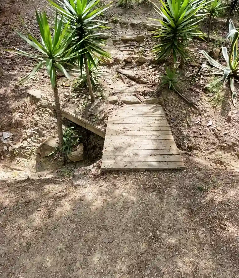Sendero rústico con puente de madera rodeado de plantas de yuca en un paisaje natural de Villa de Leyva.