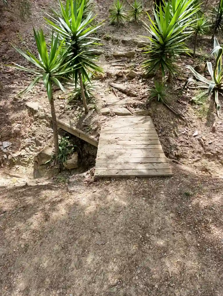 Sendero rústico con puente de madera rodeado de plantas de yuca en un paisaje natural de Villa de Leyva.
