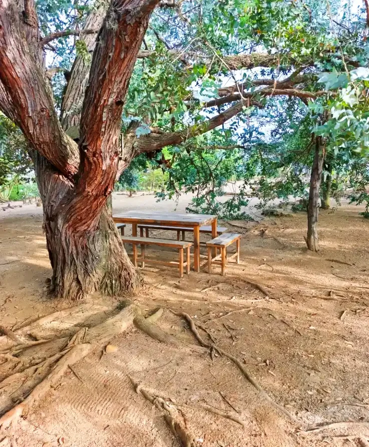 Mesa de picnic rústica bajo un gran árbol frondoso en la Cabaña El Oteo, Villa de Leyva, ideal para descanso al aire libre.