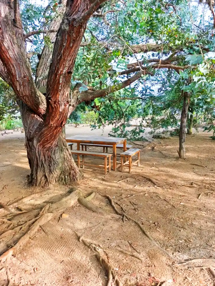 Mesa de picnic rústica bajo un gran árbol frondoso en la Cabaña El Oteo, Villa de Leyva, ideal para descanso al aire libre.
