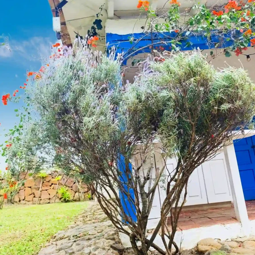 Jardín de cabaña El Oteo con arbusto de lavanda, flores naranjas y techo de teja bajo cielo claro.