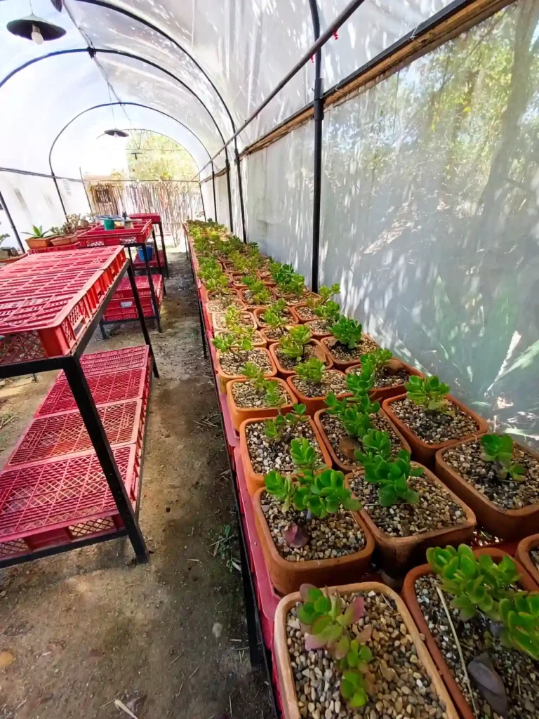Plantas suculentas cultivadas en un invernadero o casa sombra, con pasillo central y estanterías a los lados, bien iluminado.