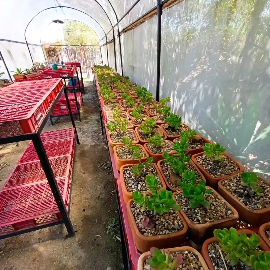 Plantas suculentas cultivadas en un invernadero o casa sombra, con pasillo central y estanterías a los lados, bien iluminado.