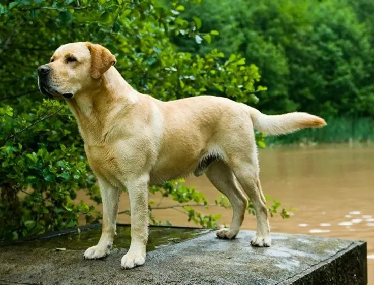 Retrato de un labrador retriever amarillo junto a un lago.